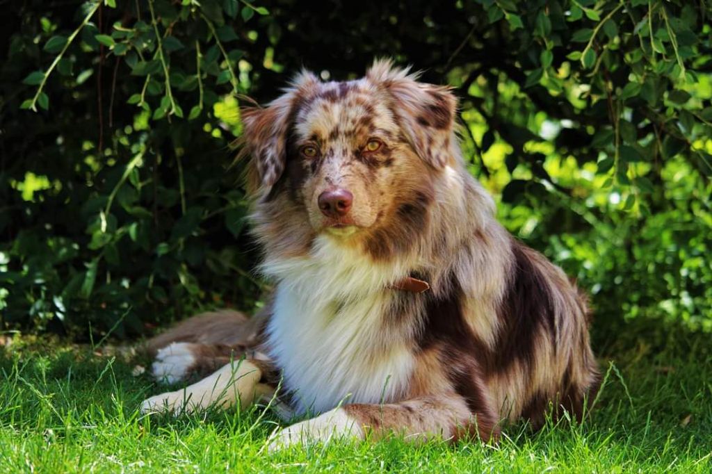 Run forest run Des Nuances D'Automne