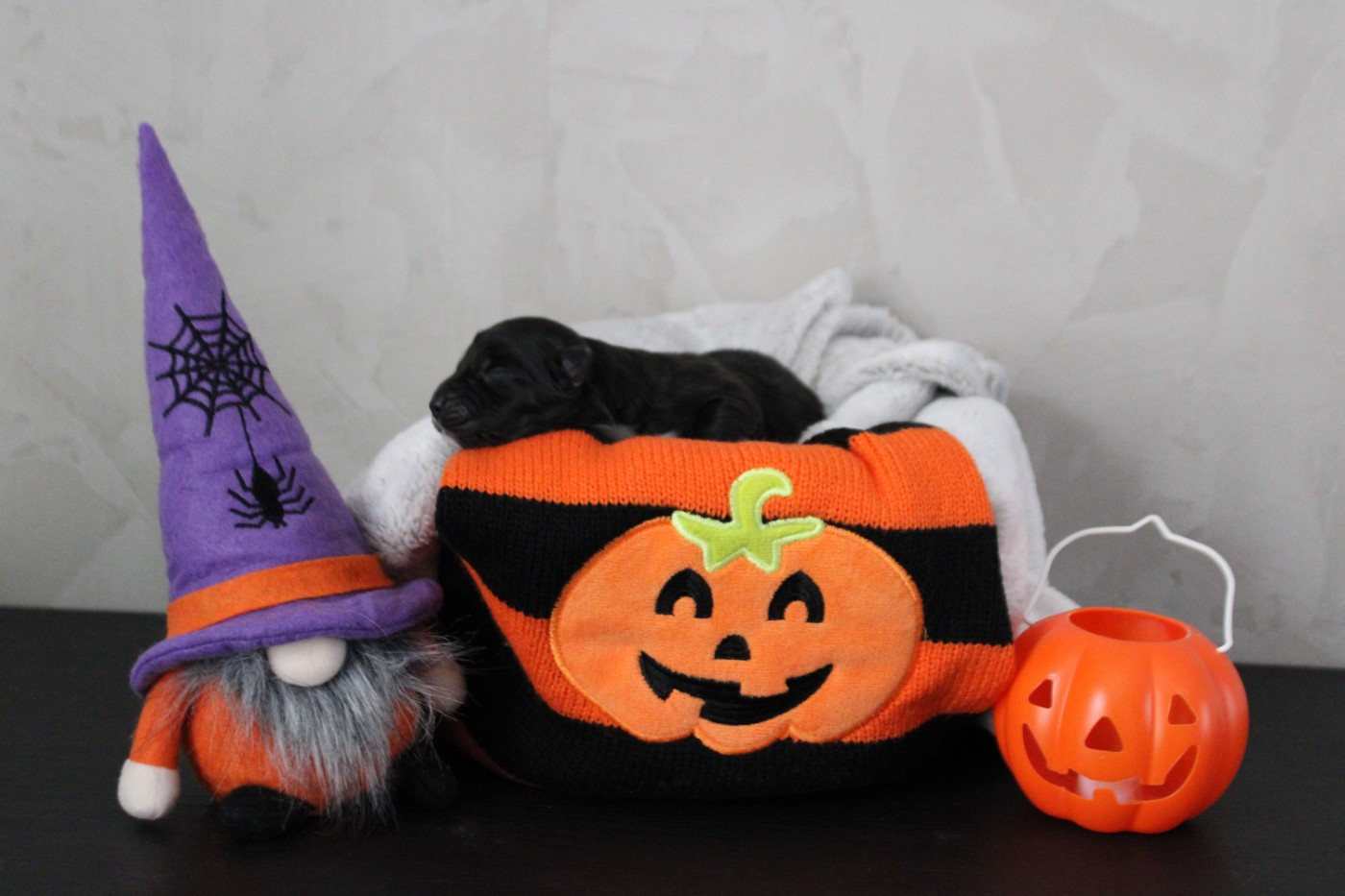 De La Ferme Romaine - Chiots disponibles - Berger Australien