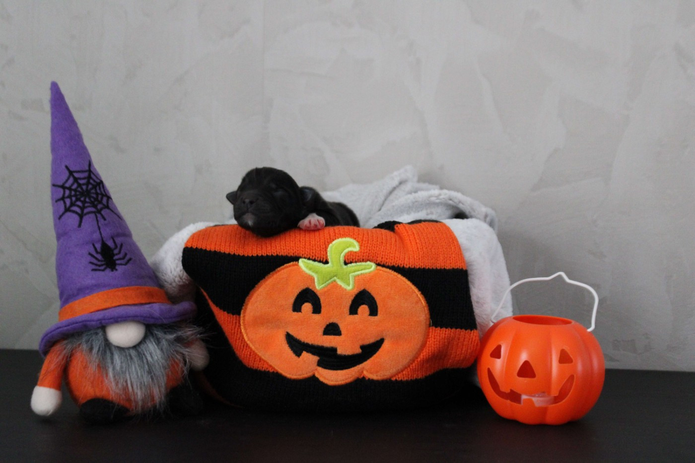 De La Ferme Romaine - Chiots disponibles - Berger Australien