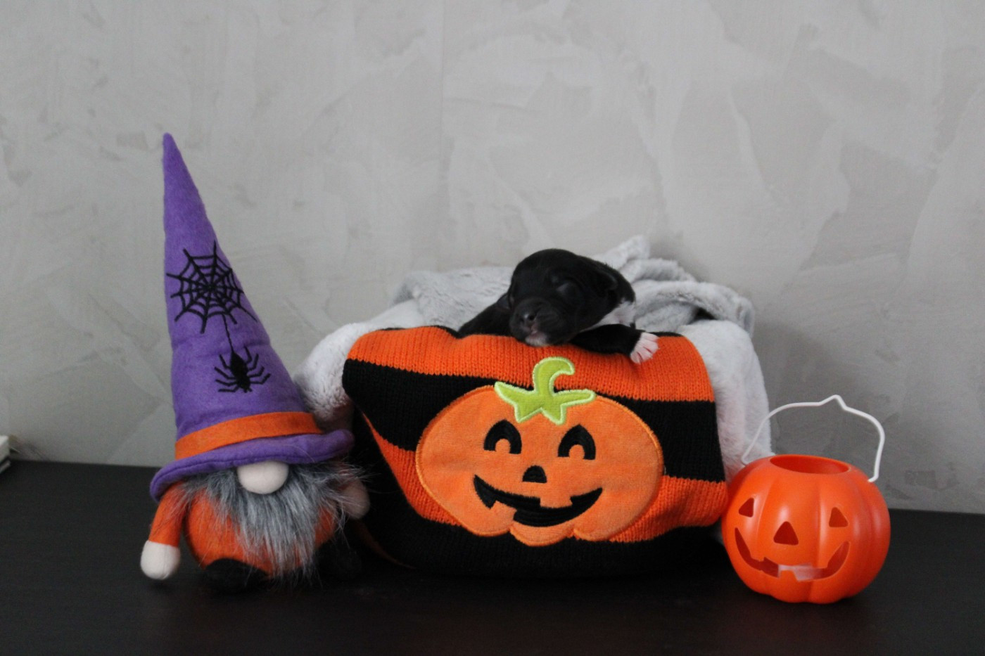 De La Ferme Romaine - Chiots disponibles - Berger Australien