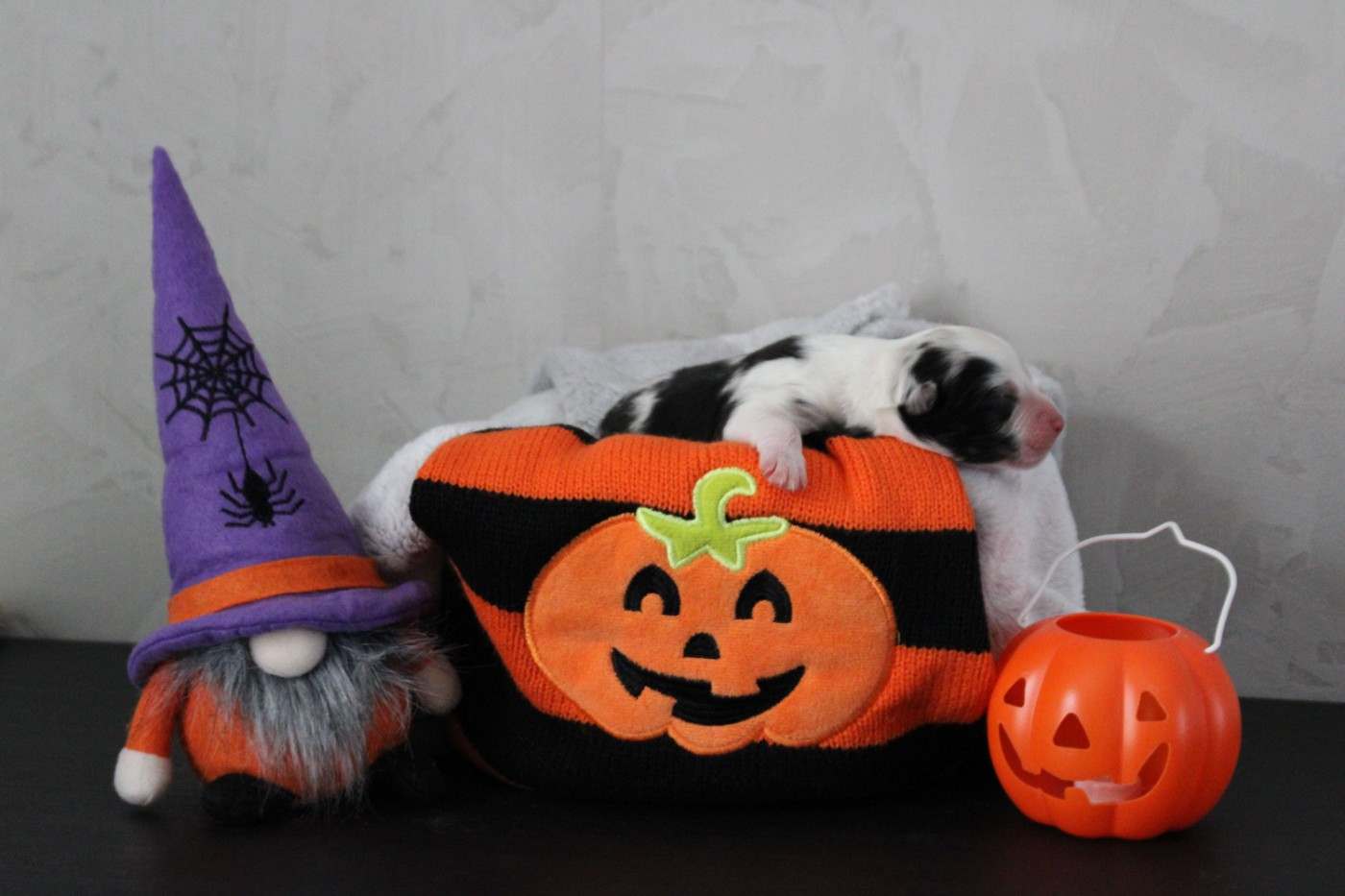 De La Ferme Romaine - Chiots disponibles - Berger Australien