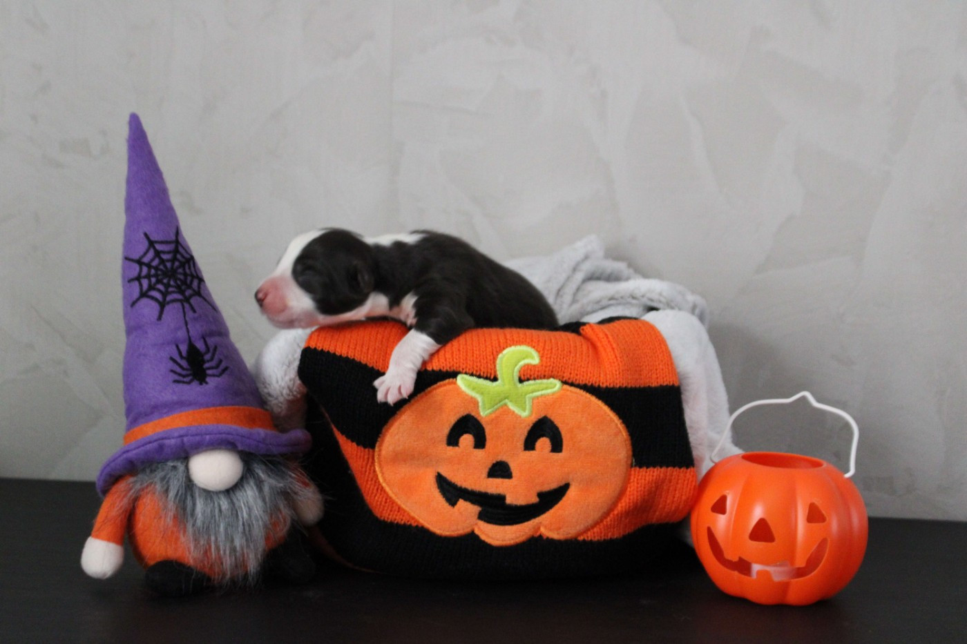 De La Ferme Romaine - Chiots disponibles - Berger Australien