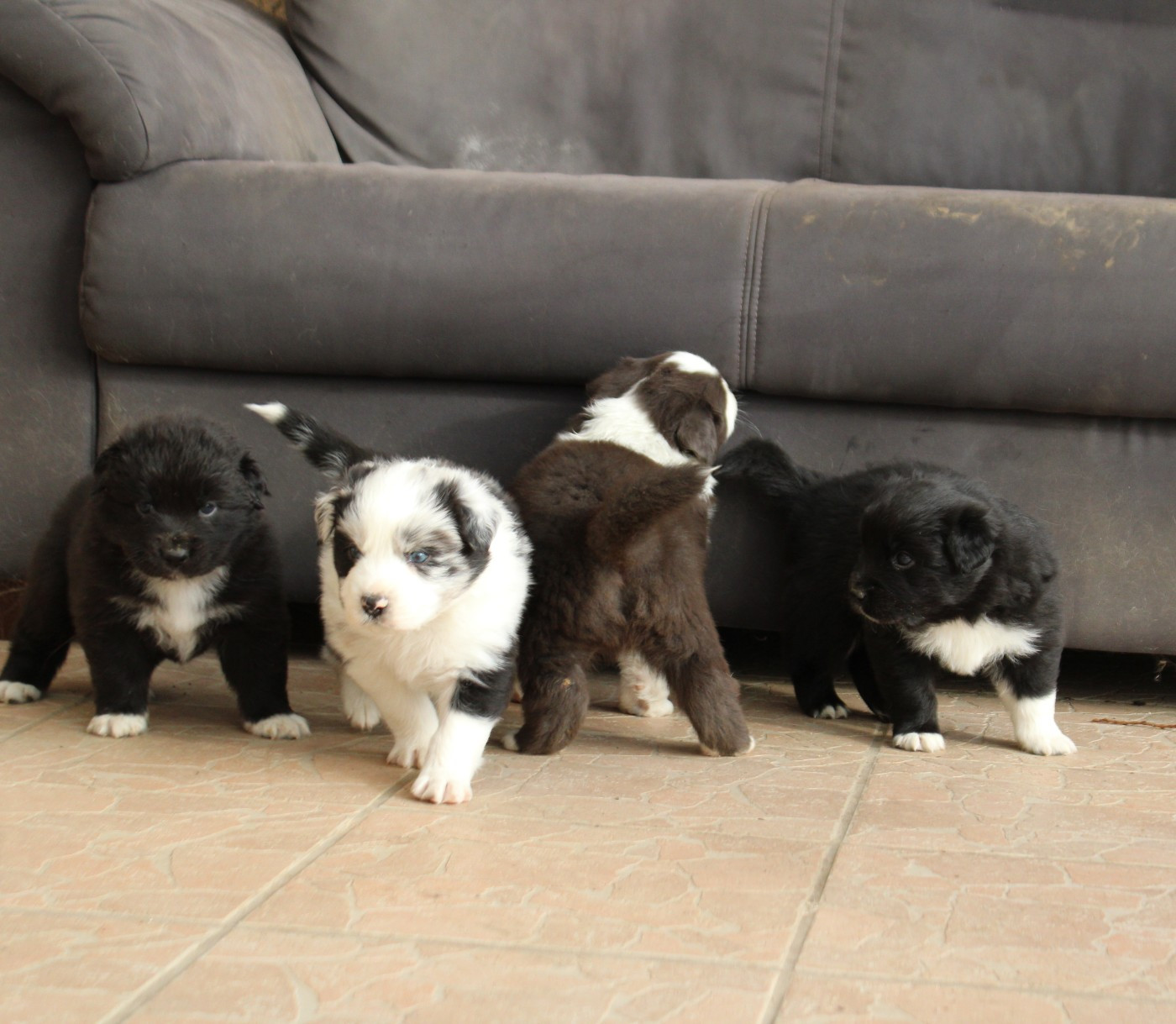 Chiot Berger Australien De La Ferme Romaine