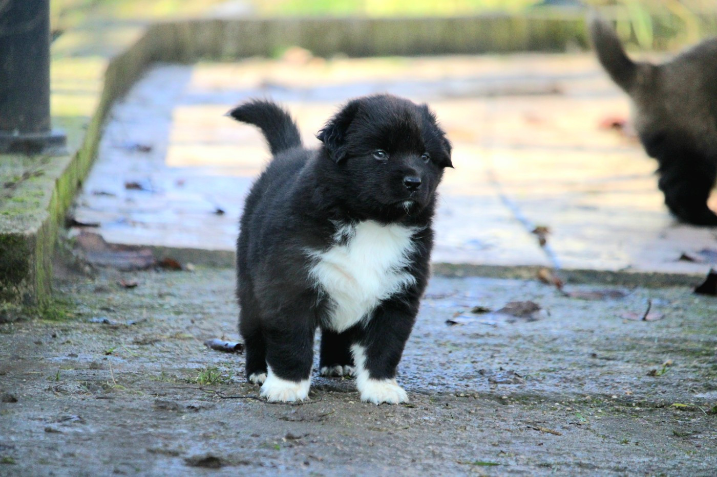 De La Ferme Romaine - Chiots disponibles - Berger Australien