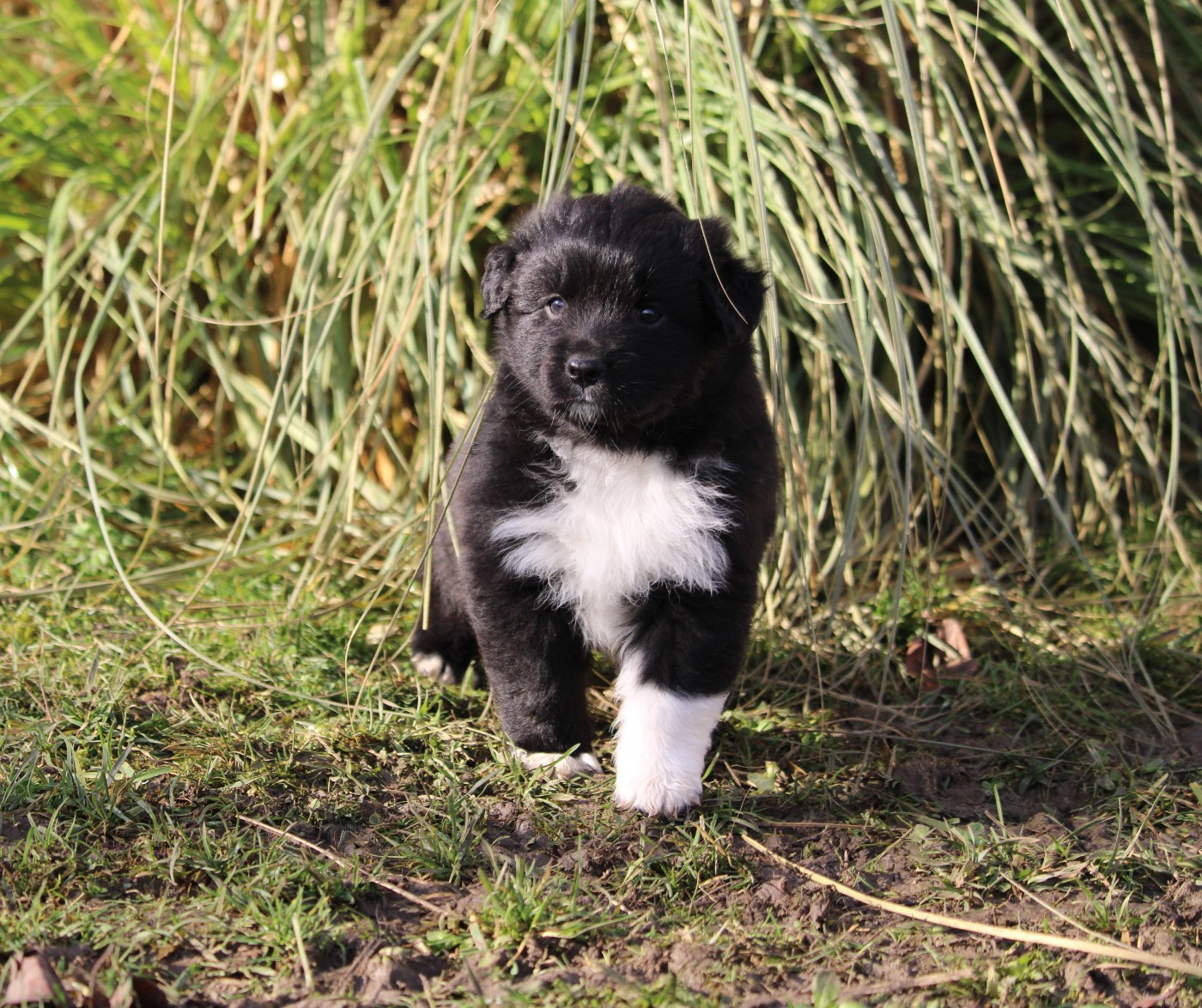 De La Ferme Romaine - Chiots disponibles - Berger Australien