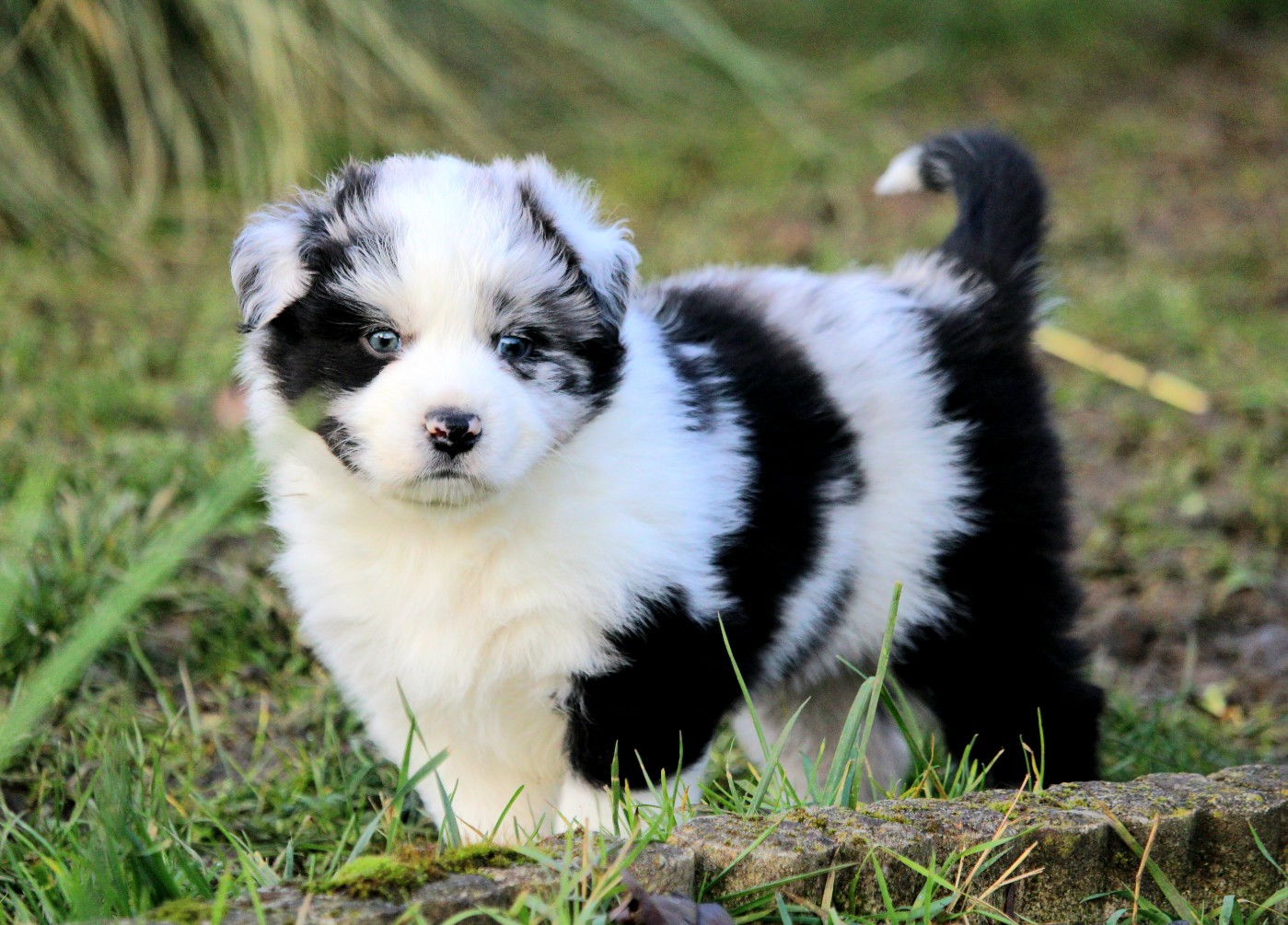 De La Ferme Romaine - Chiots disponibles - Berger Australien