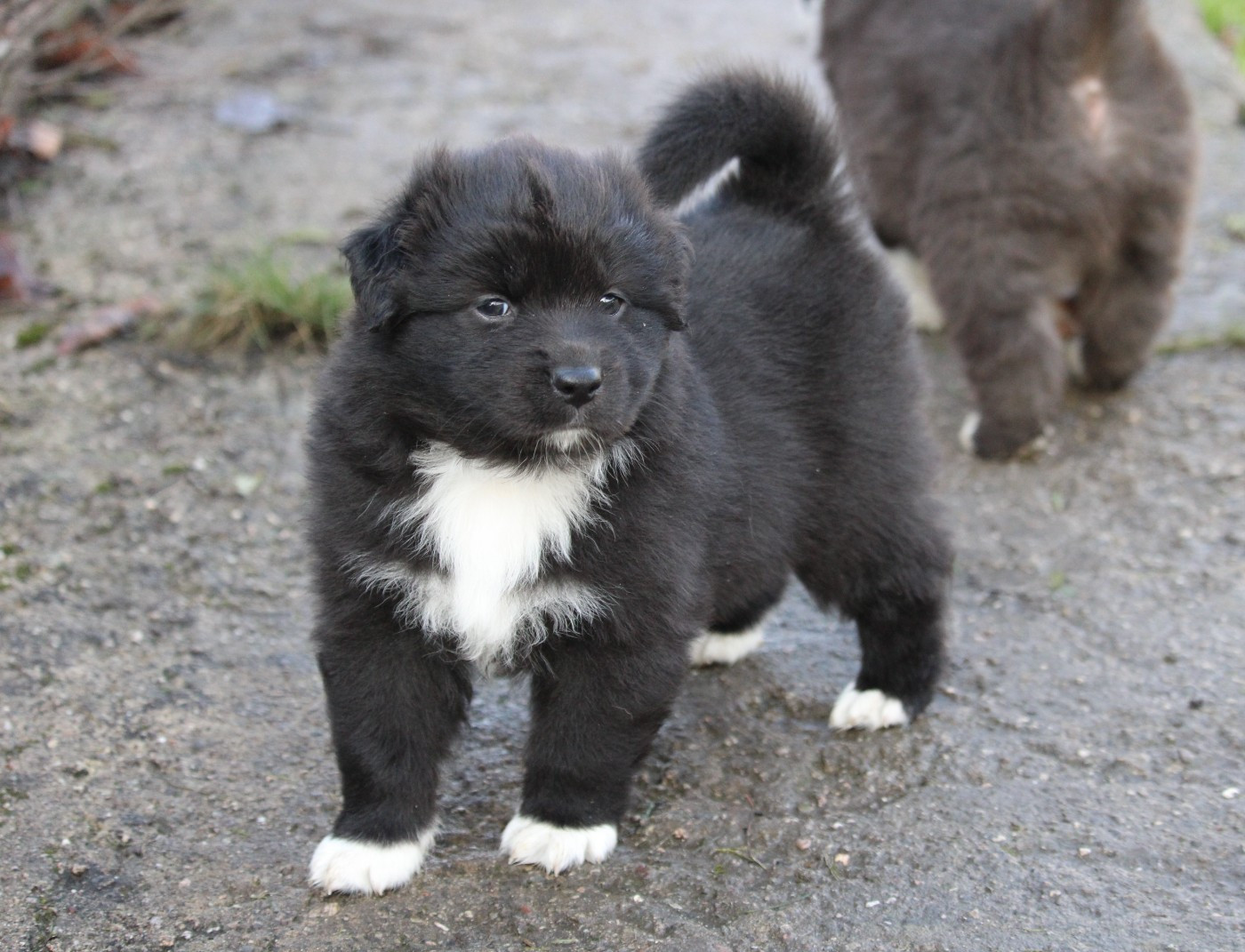 De La Ferme Romaine - Chiots disponibles - Berger Australien