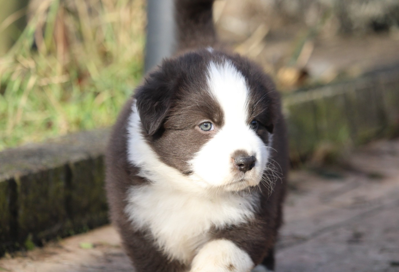 De La Ferme Romaine - Chiots disponibles - Berger Australien