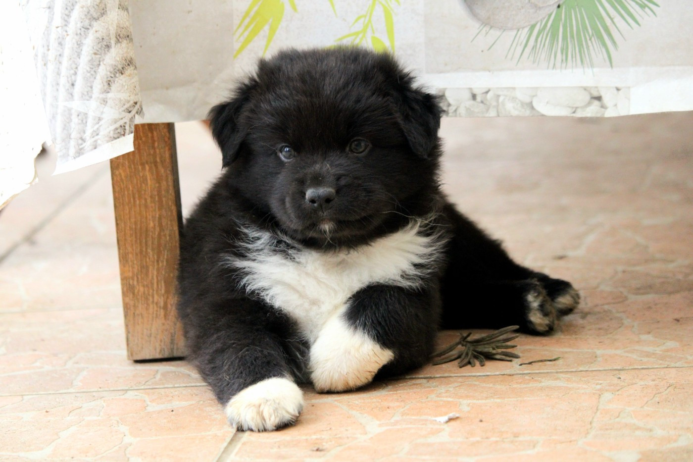 De La Ferme Romaine - Chiots disponibles - Berger Australien