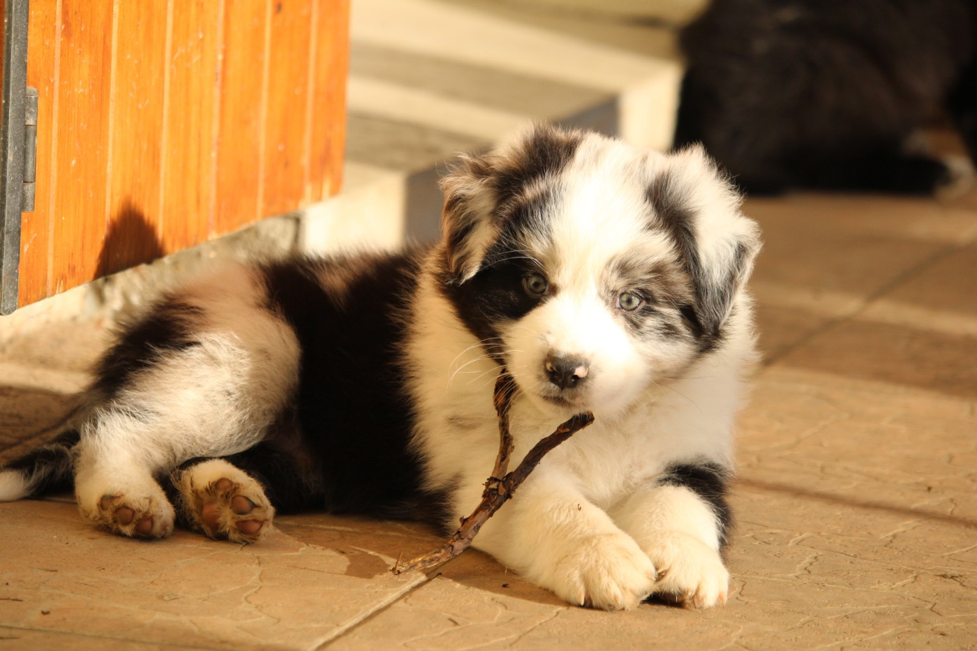 De La Ferme Romaine - Chiots disponibles - Berger Australien