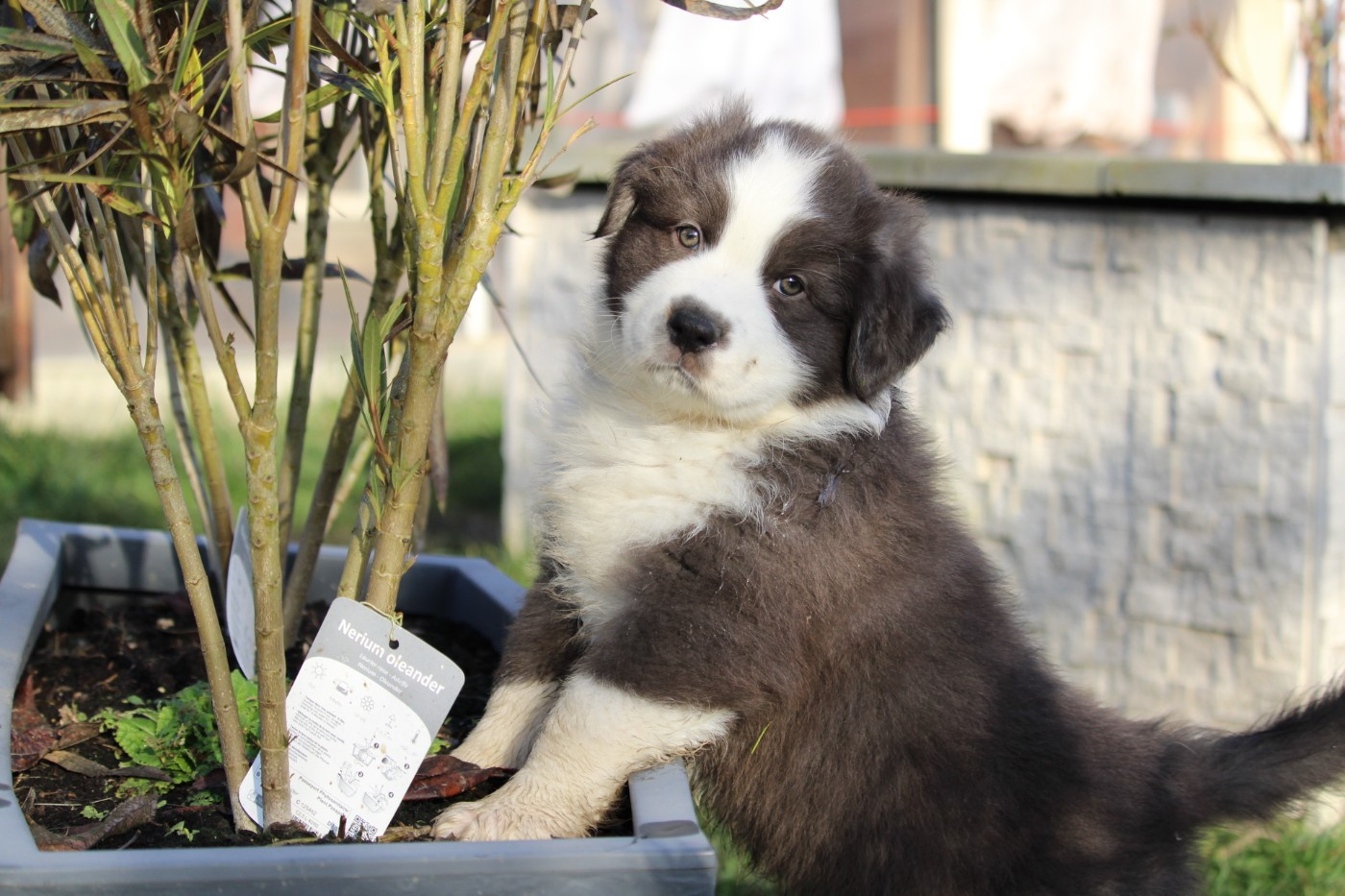 De La Ferme Romaine - Chiots disponibles - Berger Australien